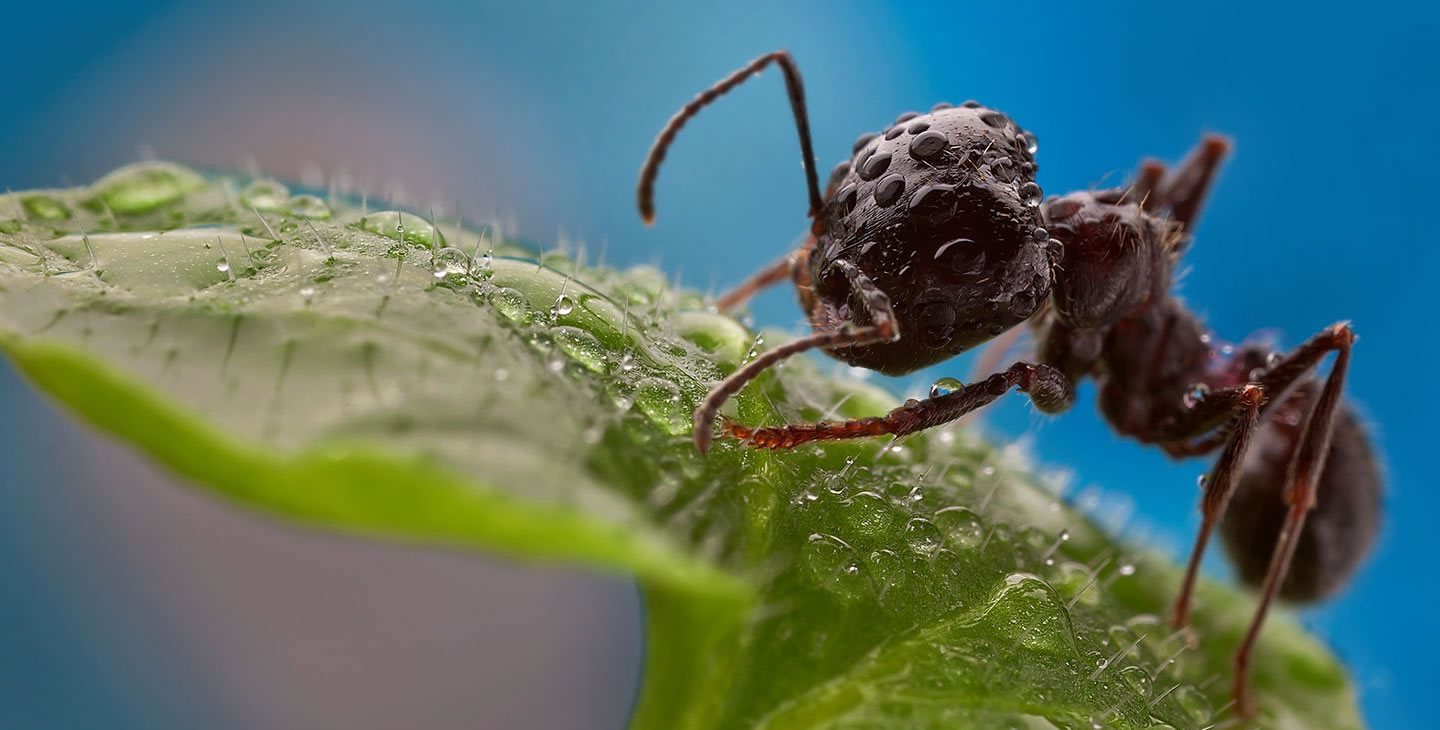 Pest Control Amarillo Texas Amarillo TX Termite Control