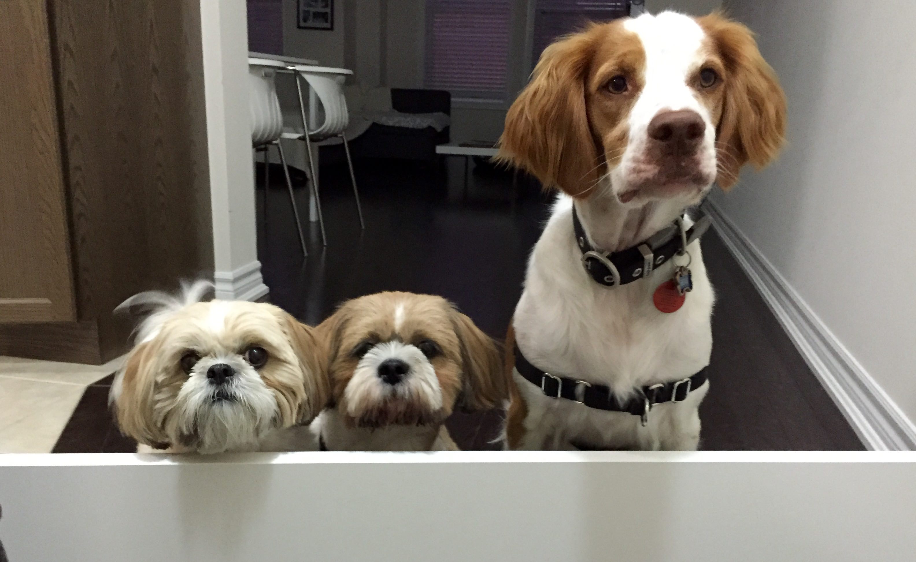 House Cleaning And Dog Grooming A Secret Tip Guau Pet Grooming Spa