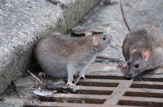 Category: Blog - Gucimas Pratama