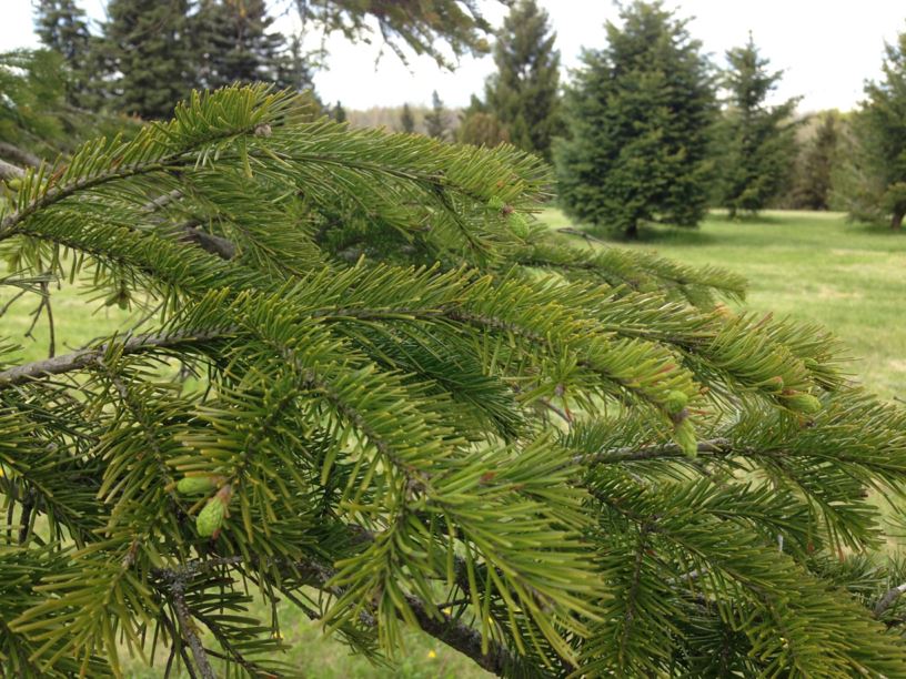 Abies sibirica Siberian Fir University of Guelph Arboretum, Canada