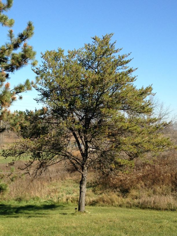 Pinus banksiana Jack Pine University of Guelph Arboretum, Canada