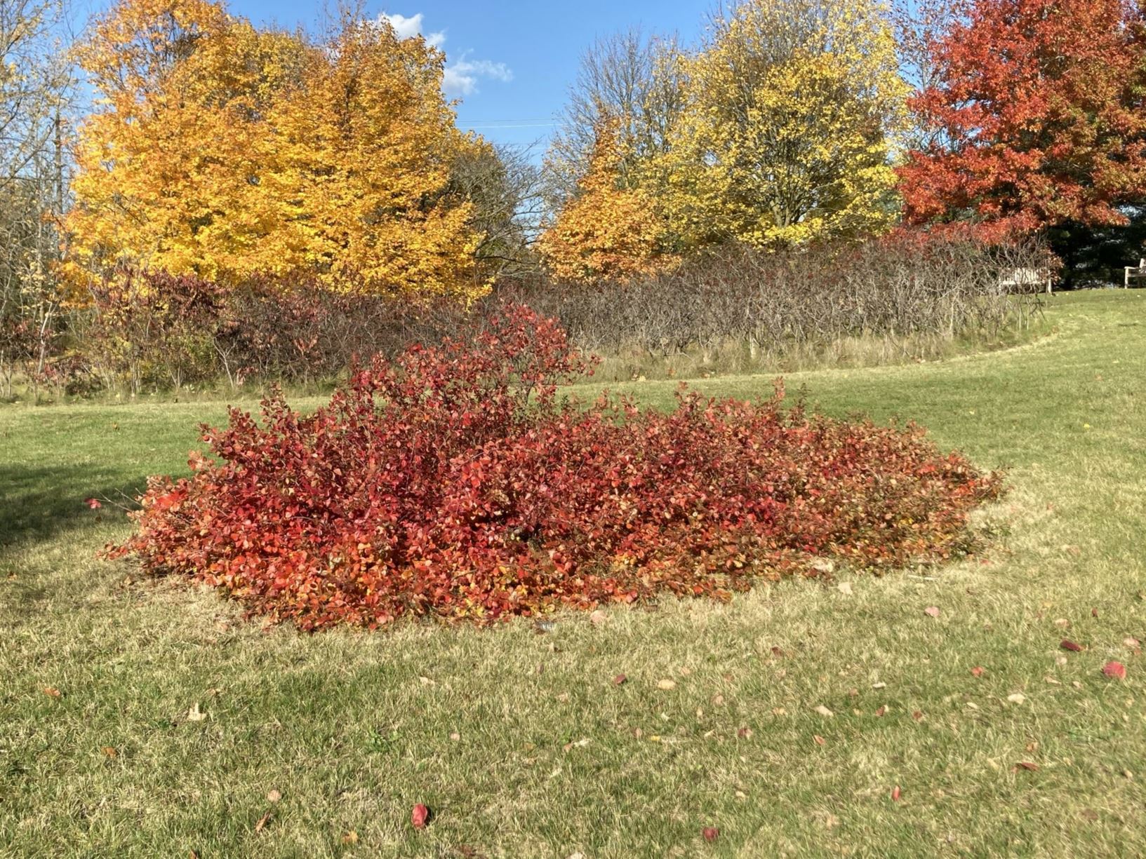 Rhus aromatica 'GroLow' GroLow Fragrant Sumac University of