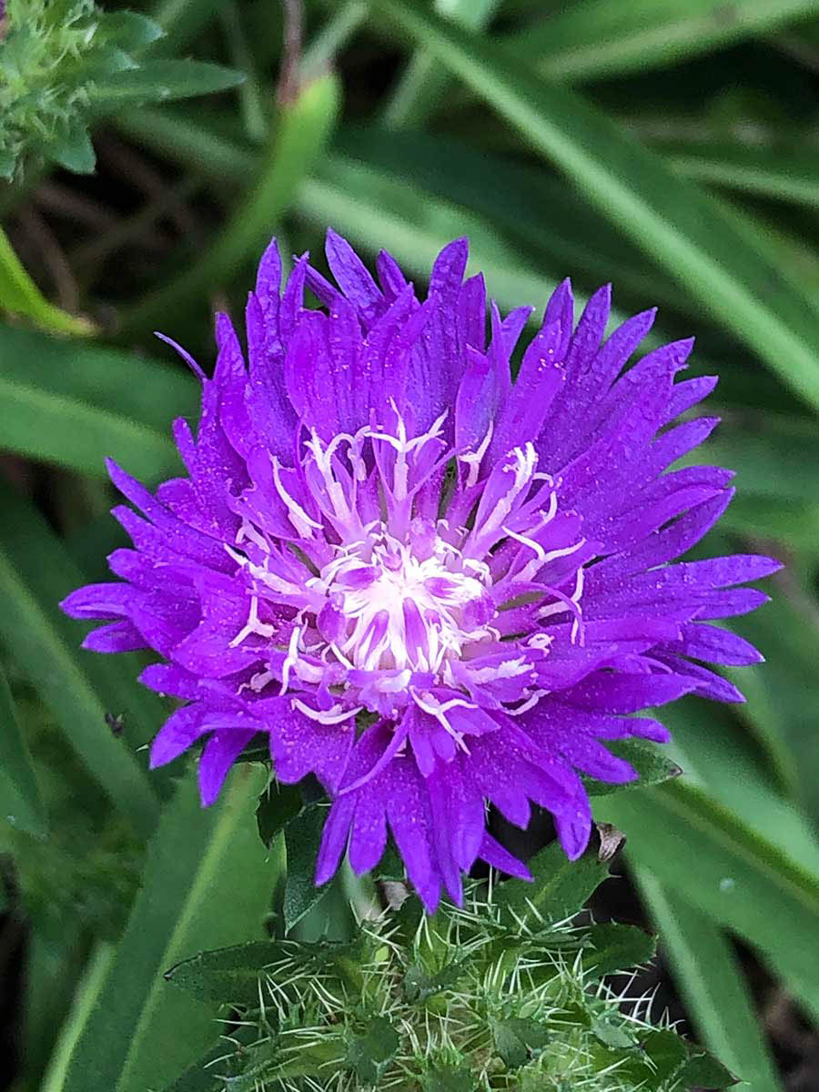 Brock Road Community Garden City of Guelph