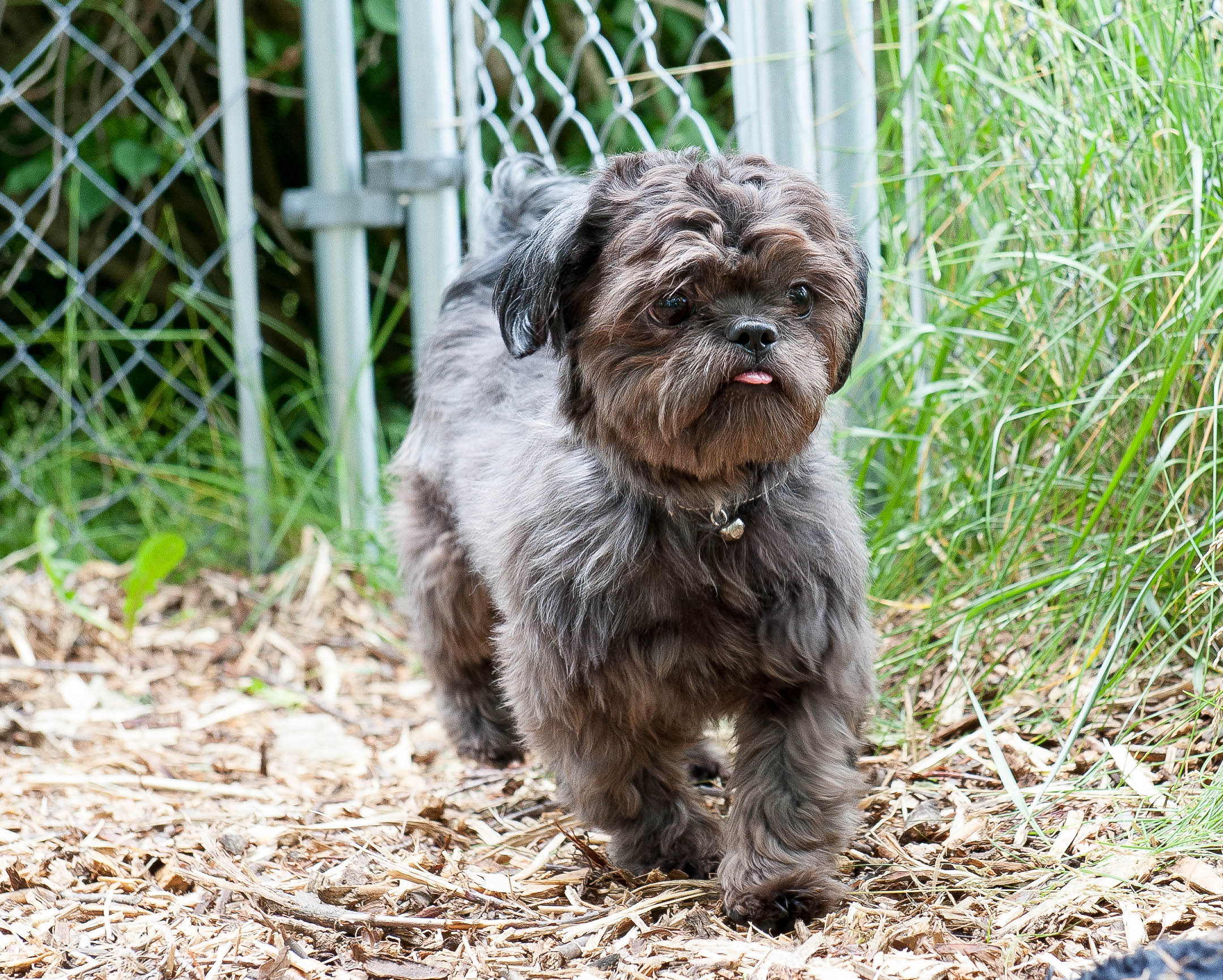 Kitchener Humane Society Dogs For Adoption Dandk Organizer