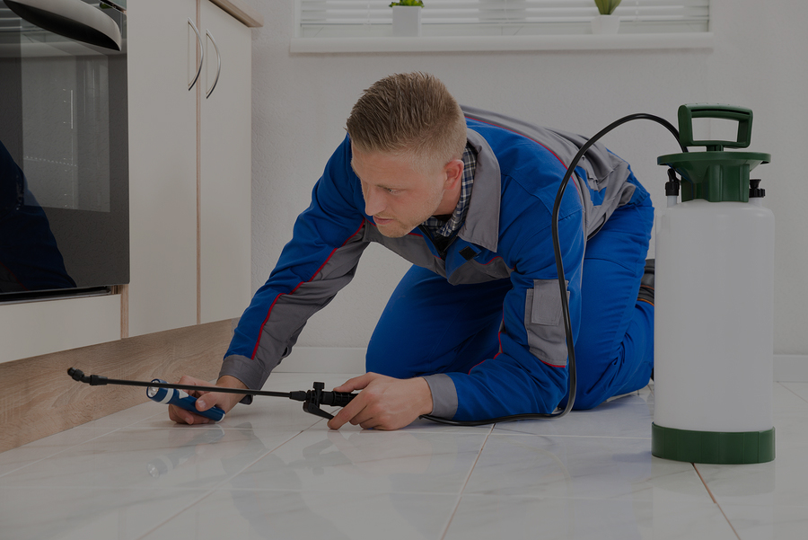 Guelph Pest Control & Bed Bugs Exterminator Services