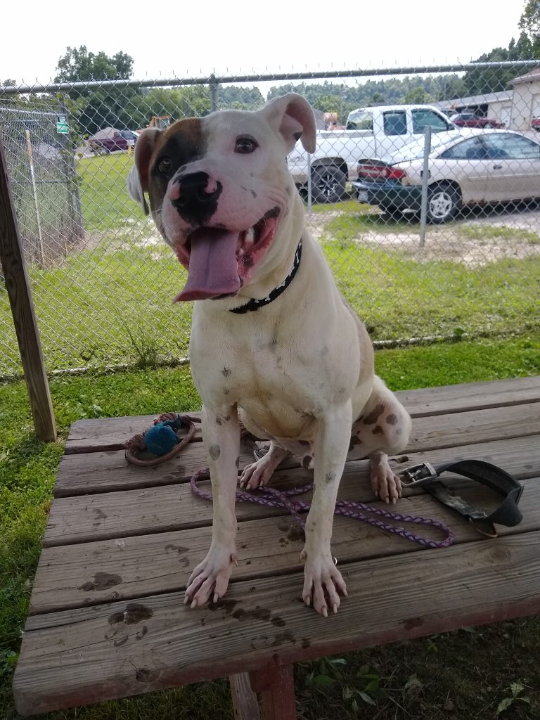 Dog Shelter Guernsey County Sheriff's Office