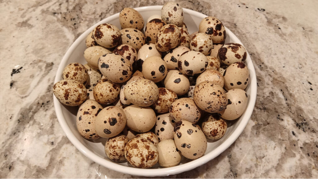 Quail Eggs Vs. Chicken Eggs What You Must Know! Guerrilla Homesteader