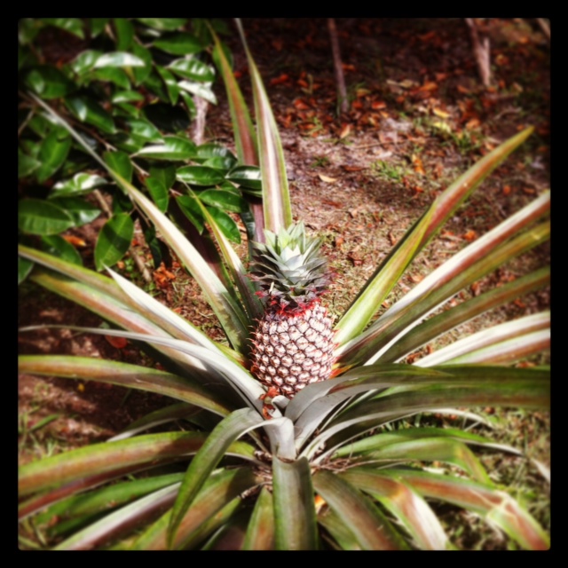 Wie wächst Ananas? Wie wächst Pfeffer? Früchte aus