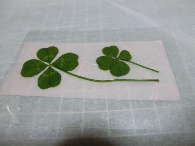 四つ葉のクローバーでしおり作りました | かんなわ ゆの香 作った押し花でしおりを作る。四葉のクローバーのしおりを作りました