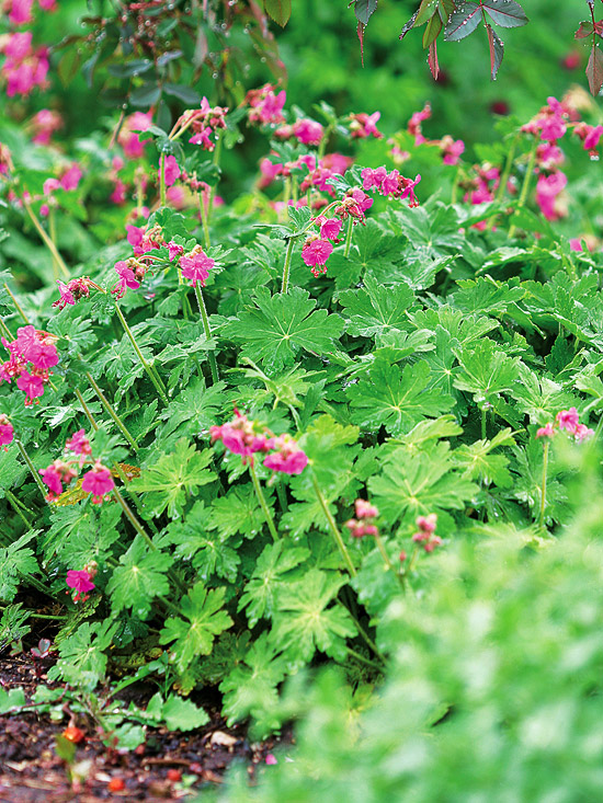 Plantas para zonas sombrías del jardín. Con y sin flores.