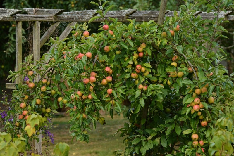 Arboles frutales Guía de Jardín