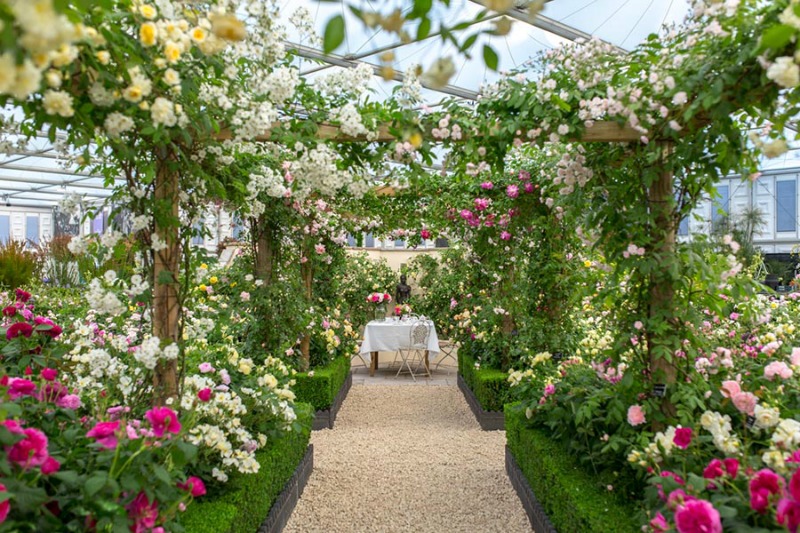Las rosas de David Austin en RHS Chelsea Flower Show 2017