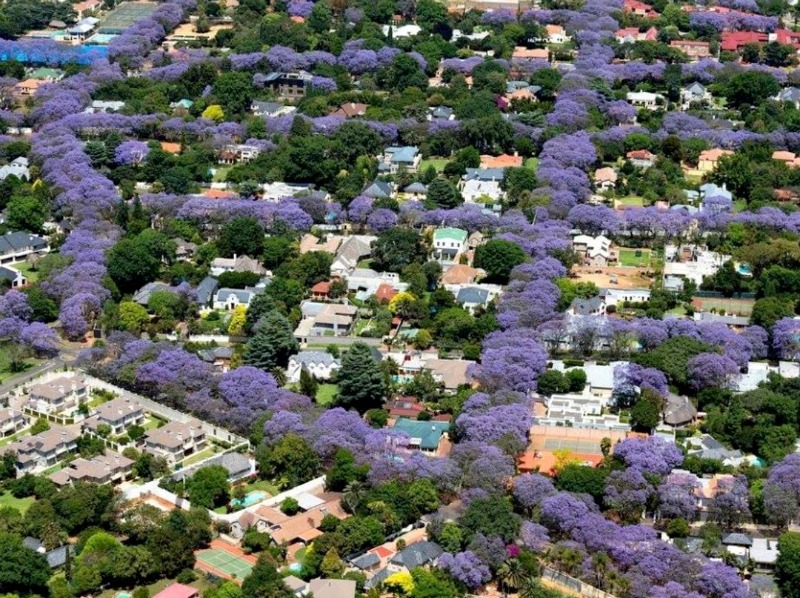 Paseos de jacarandas Guía de Jardín