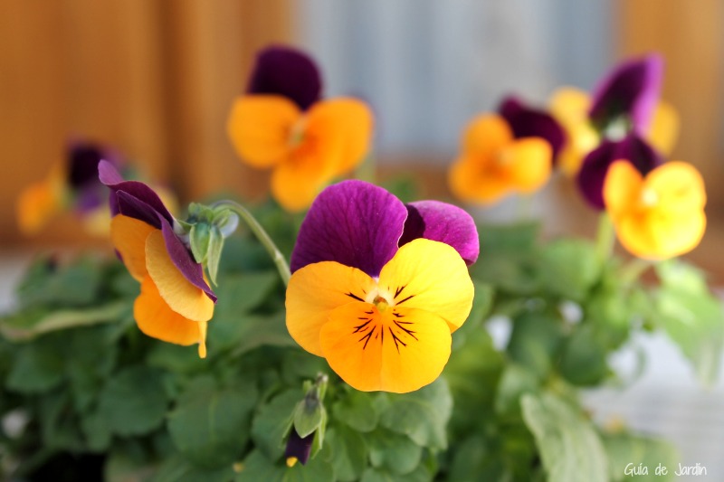 ¿Qué es una planta anual? Guía de Jardín