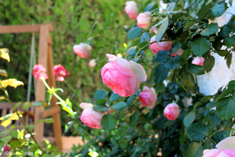 Cómo plantar rosas y cultivarlas para que den muchas flores
