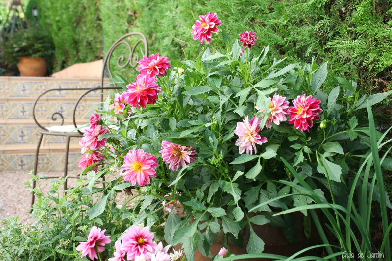 Cuidados de las dalias en el jardín o en macetas Guía de Jardín