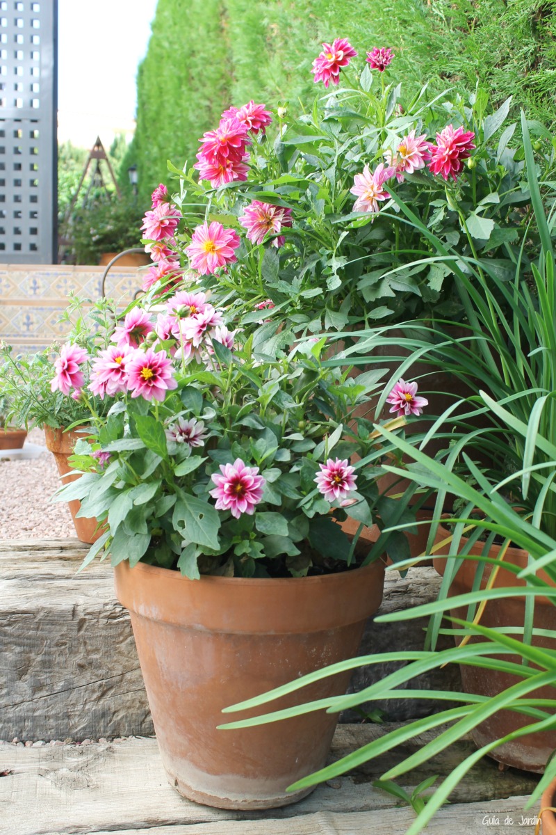 Dalia, uno de los bulbos de verano más bonitos de mi