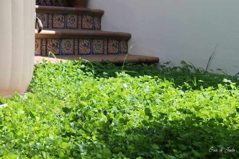 Nuevo césped de trébol y dichondra Guía de Jardín