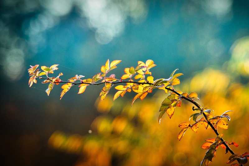 Blog Guía de Jardín