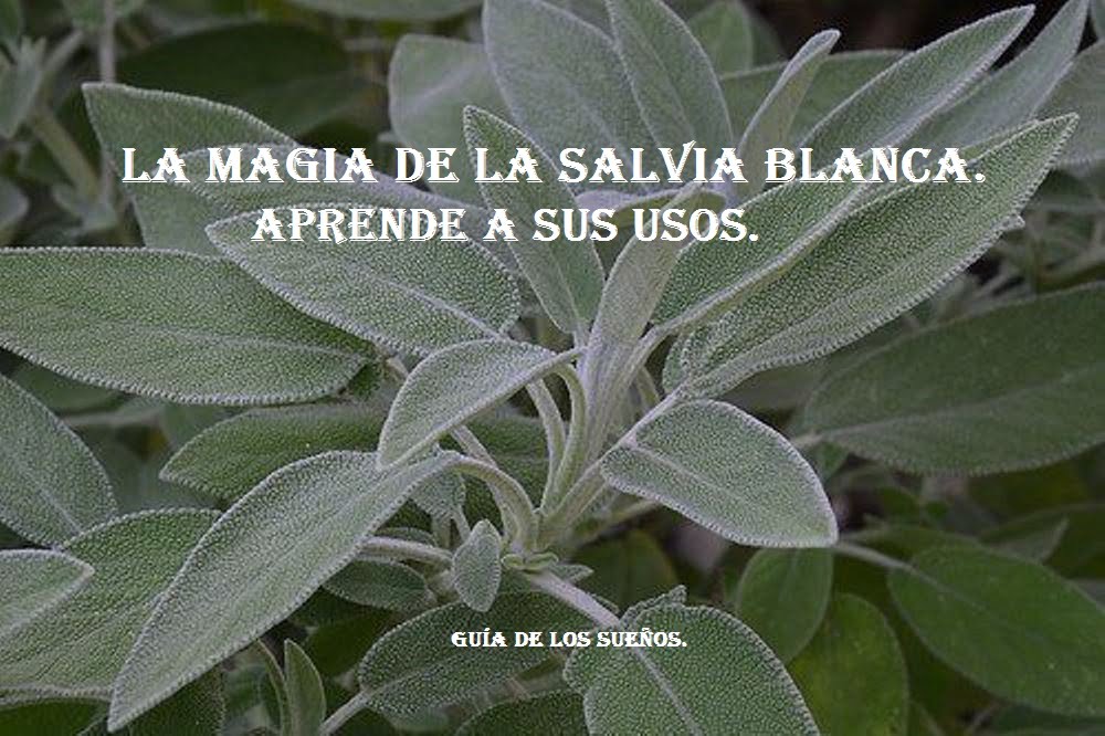 LA MAGIA DE LA SALVIA BLANCA. • Guía de los Sueños