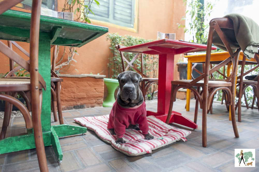 10 lugares pet friendly na capital paulista para os dias frios