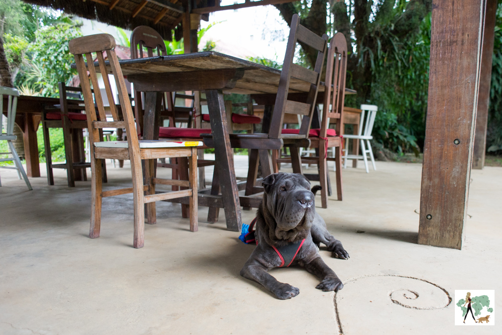 10 restaurantes pet friendly no Rio Guia Pet Friendly