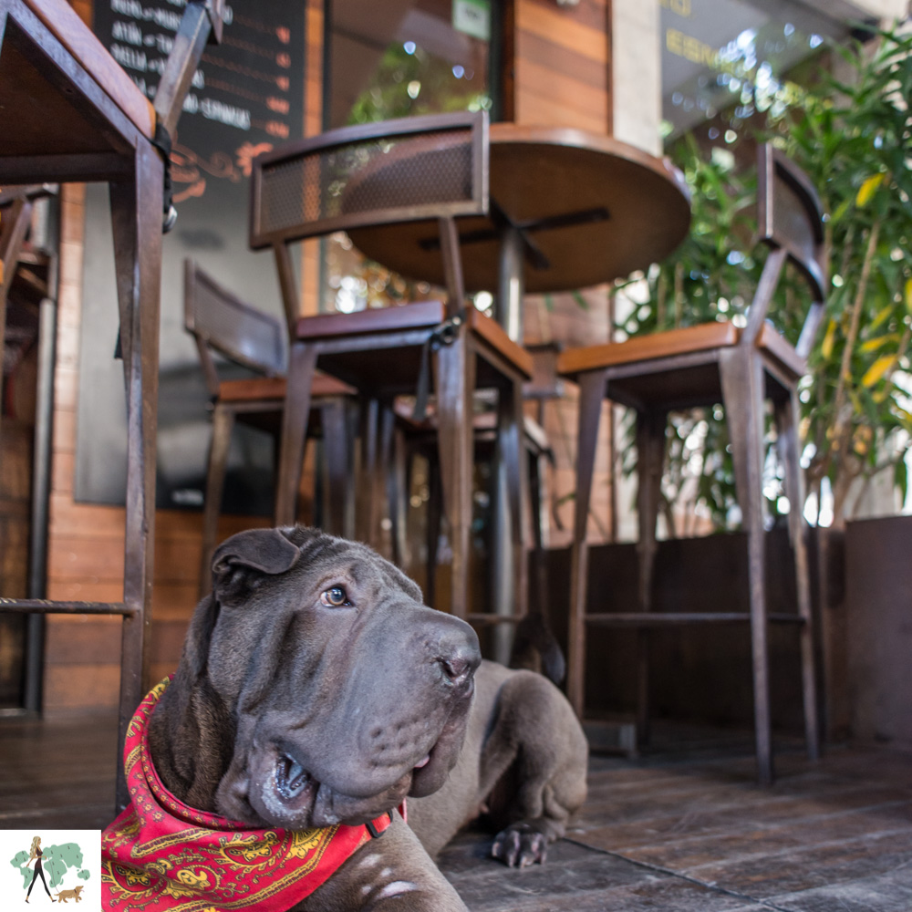 10 restaurantes pet friendly no Rio Guia Pet Friendly