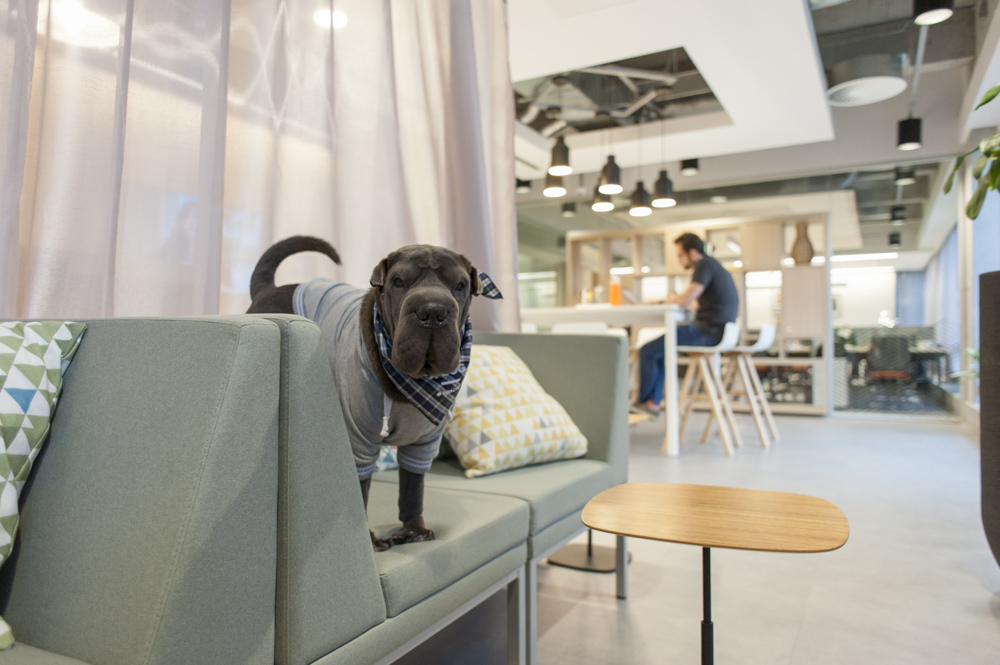 Spaces é um coworking pet friendly Guia Pet Friendly