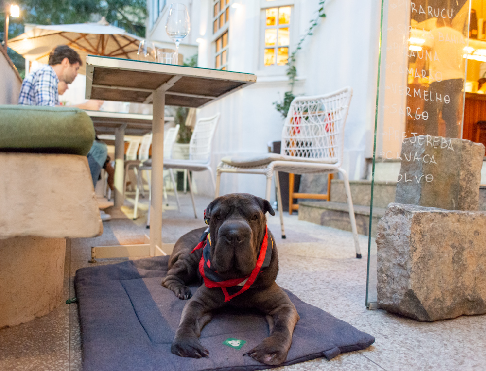 O Rio de Janeiro continua lindo e cada vez mais pet friendly Guia Pet