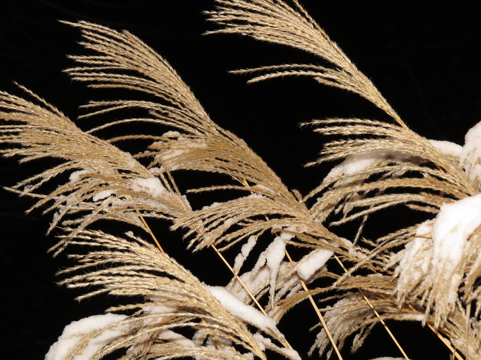 Enjoying the Harvest Moon in Japan Guidable Your Guide to a