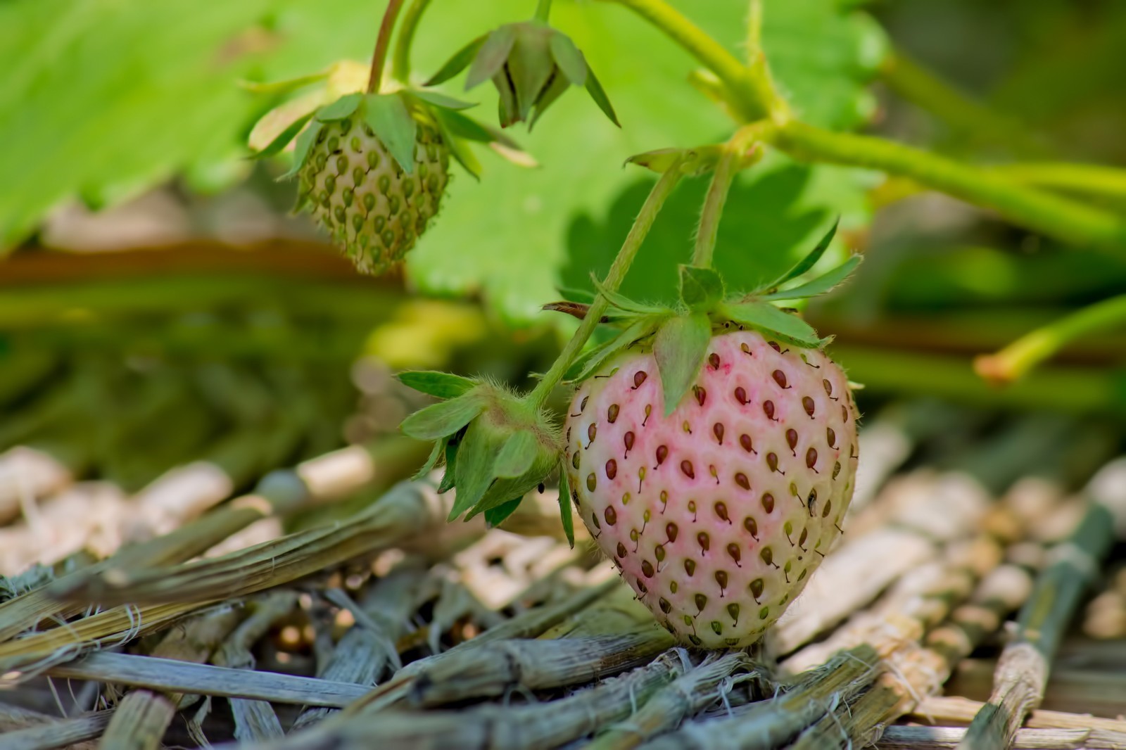 Seasonal Fruits in Japan Guidable Your Guide to a Sustainable, Wellbeingcentred Life in Japan