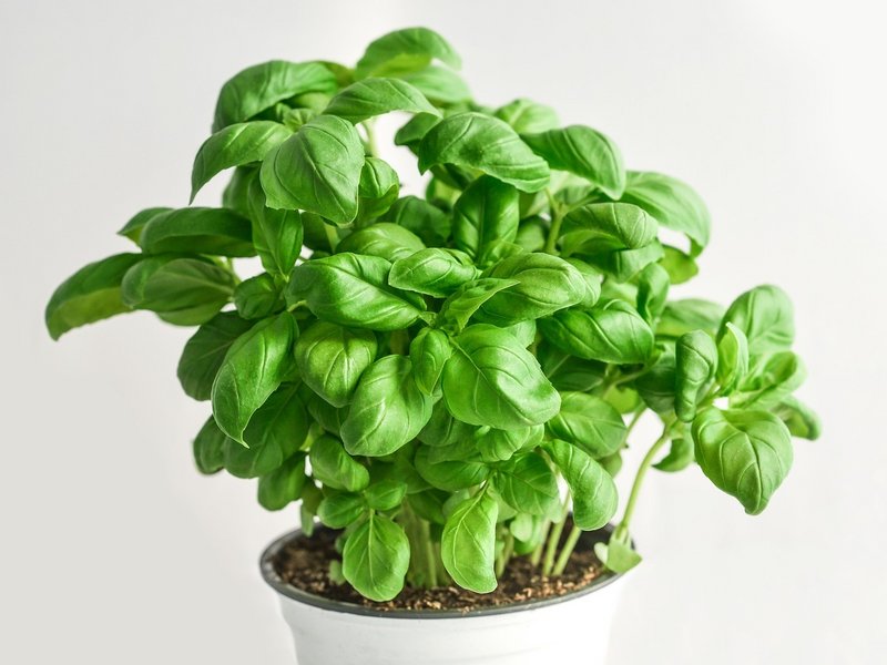 Basil Plant Help Learn How to Fix It Yourself.