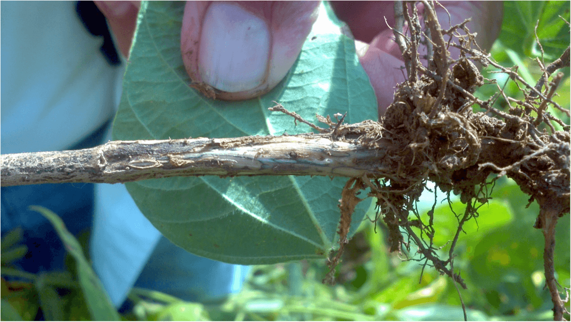 Charcoal Rot UT Crops Pest Guides