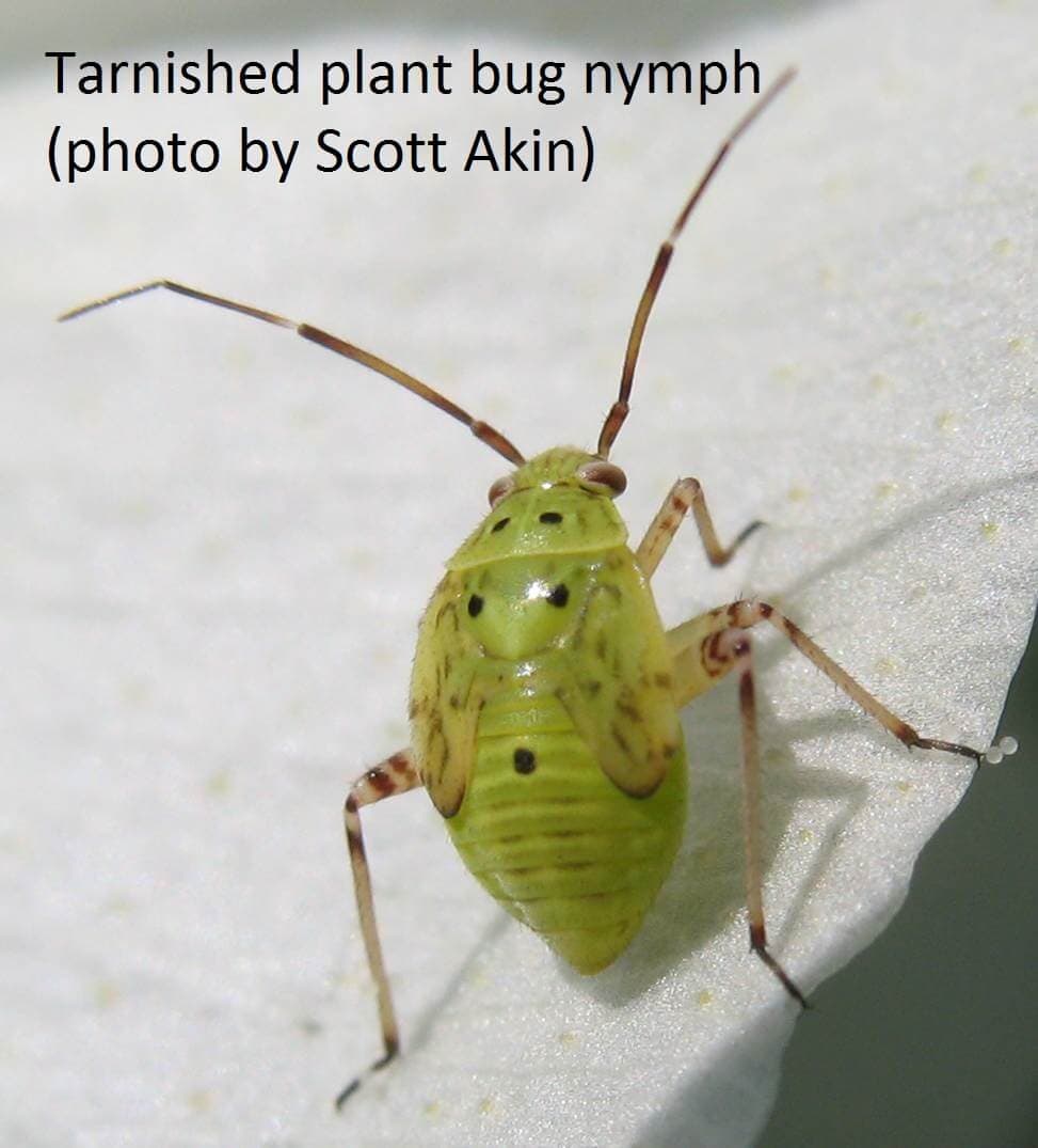 plantbugscotton (7) UT Crops Pest Guides