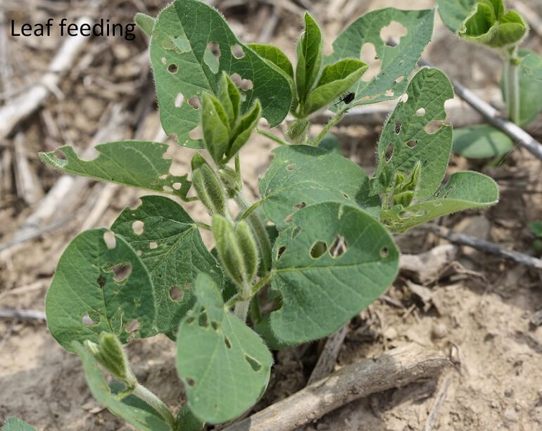 Bean Leaf Beetle UT Crops Pest Guides