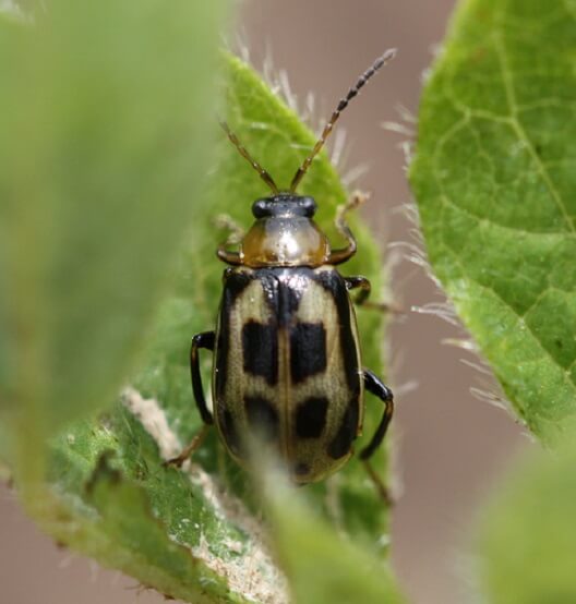 Bean Leaf Beetle UT Crops Pest Guides