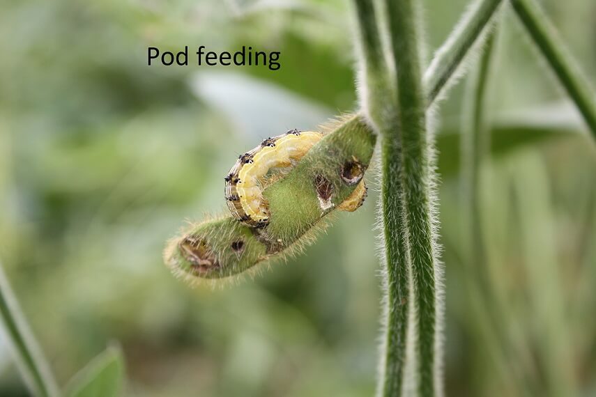 Corn Earworm UT Crops Pest Guides