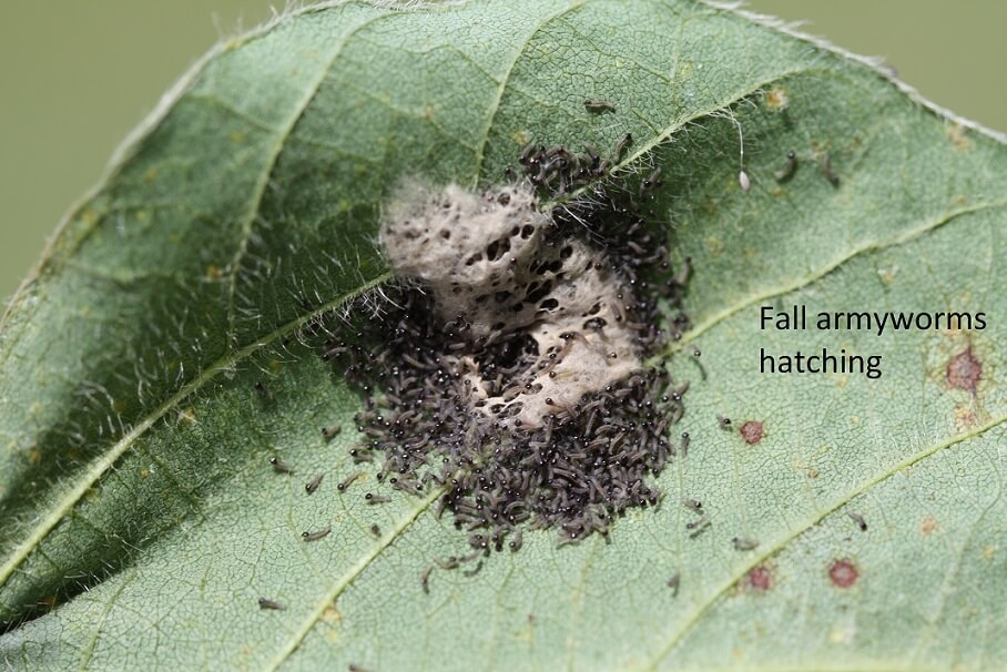 Fall Armyworm, Beet Armyworm, and Yellowstriped Armyworm UT Crops Pest Guides