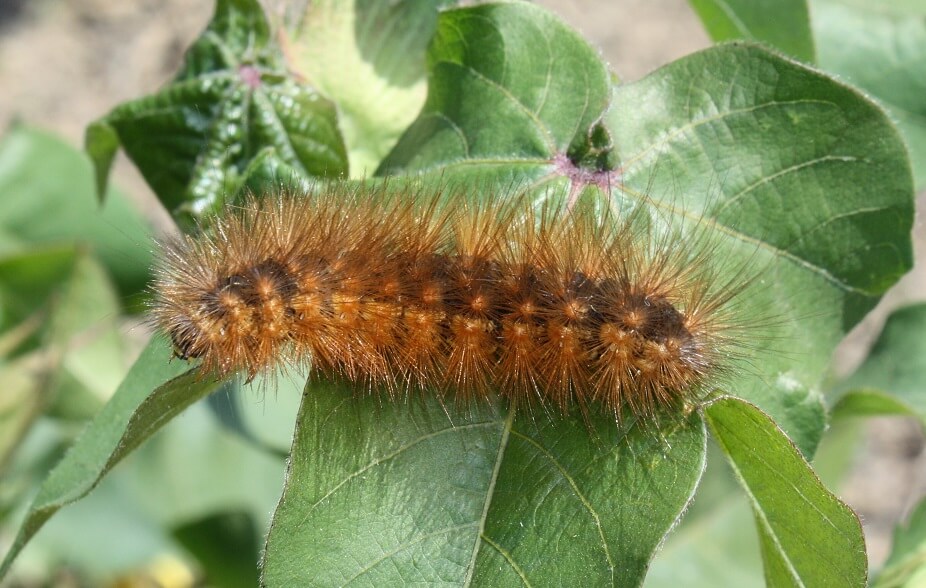 Saltmarsh Caterpillar UT Crops Pest Guides