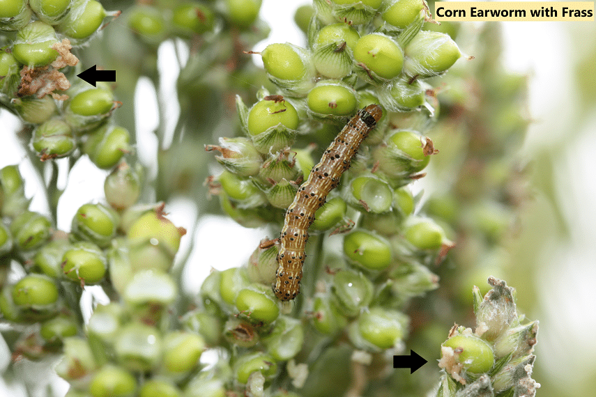 Corn Earworm Damage