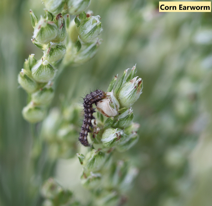 Corn Earworm UT Crops Pest Guides