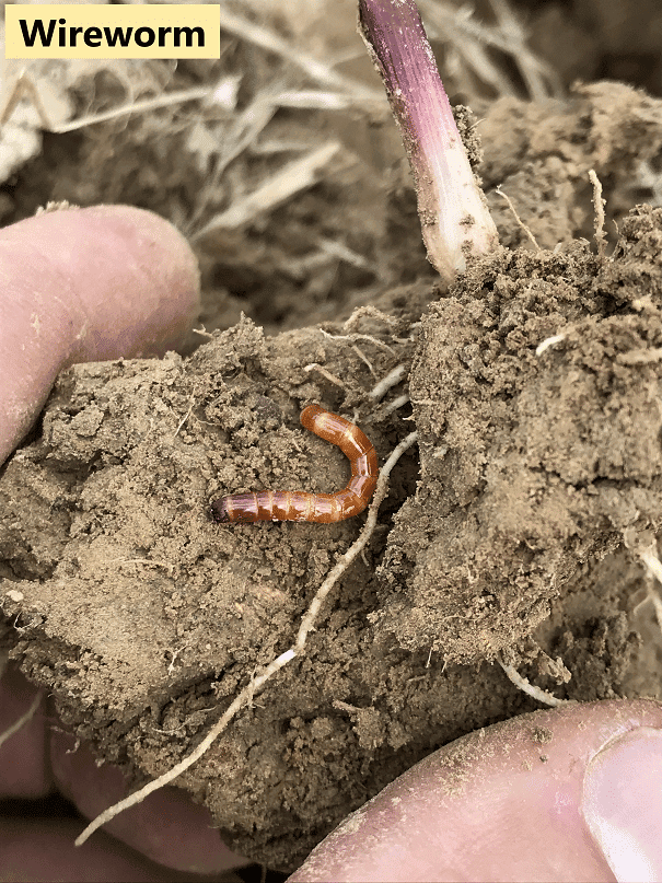 Wireworm 2 UT Crops Pest Guides