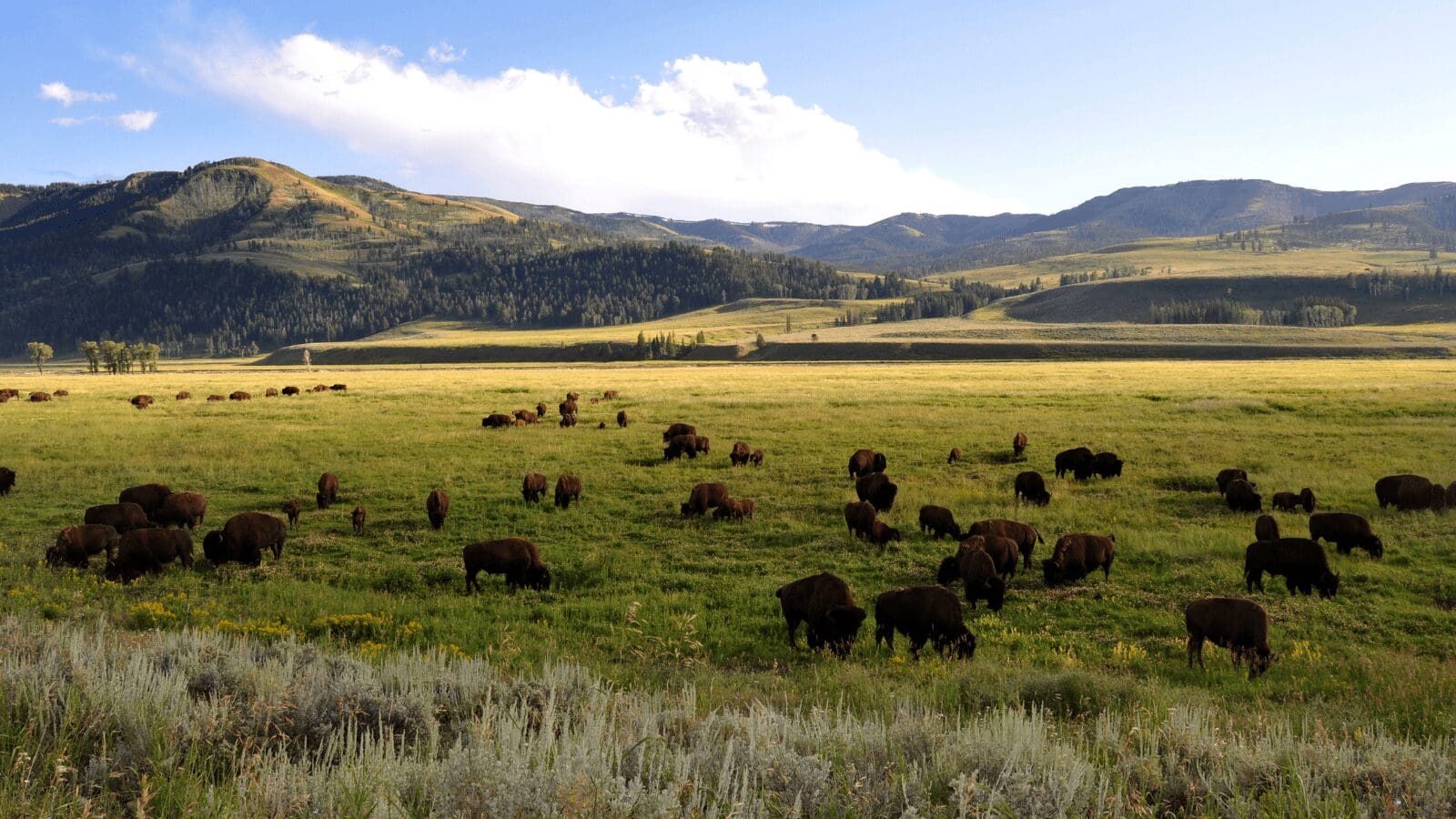 Lamar Valley GyPSy Guide