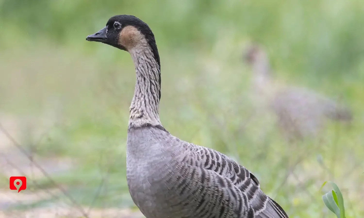 Haleakala National Park Tour | GuideAlong