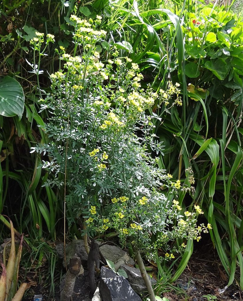 Rue officinale Le guide des plantations