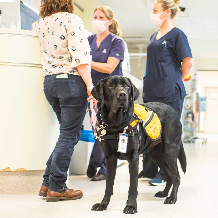 Facility Dogs Guide Dogs Tasmania