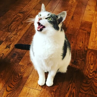why does my cat not meow