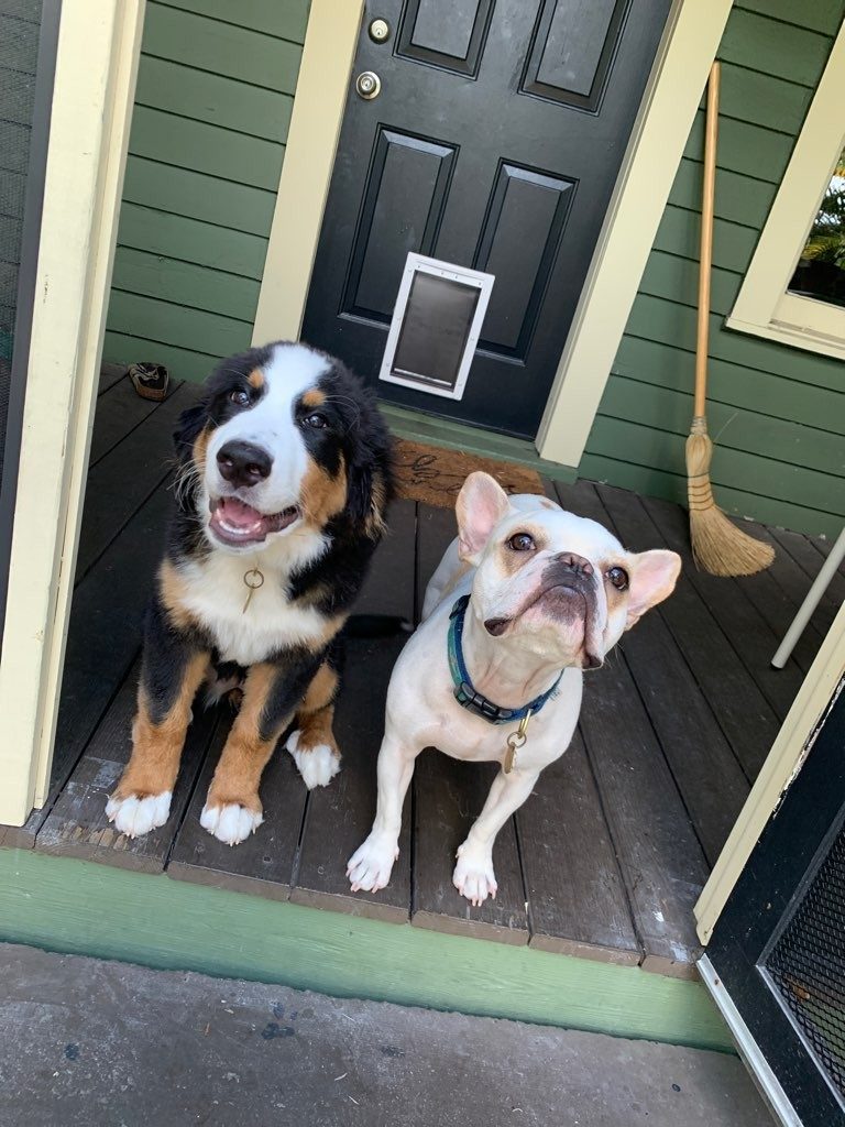 11 Dog Sitters In Tampa Florida