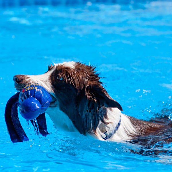 Dog Boarding In Tampa Florida