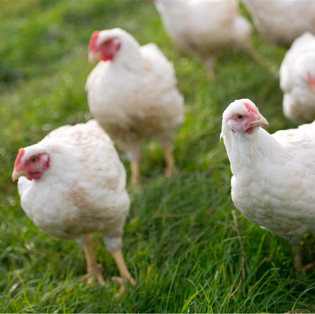 ORGANIC POULTRY FARMING COMMON HERBS FOR EVERY DISEASE Guidefreak